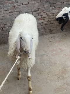 8 month sheep for sale