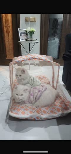2 Female persian cats.