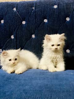 Persian cate available