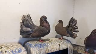brown fantail pair for sale (jet black pair also available ha)