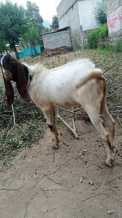 Goat 123
