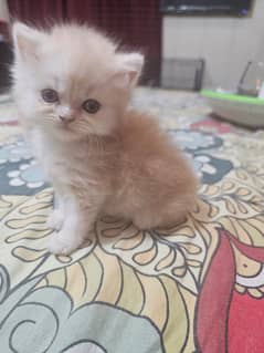 Persian / Cat / Kitten / Tripple coat / Cat pair / Breader pair / Cute