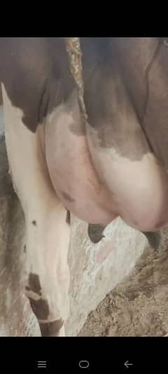 COW|FEMALE|FRESH DELIVERY|WITH BACHTRA|AVALLABLE