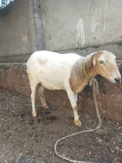 3 Sheeps for sale