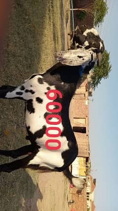 Andal Bakra for sale