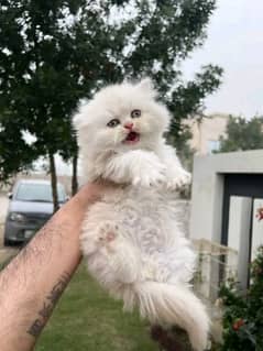 PERSIAN KITTEN FOR SALE CONTACT ON WHATUP 03201711036