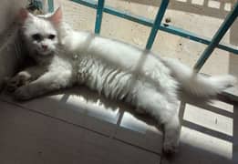 Persian pure white kitten