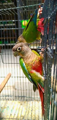 Green cheek yellow sided conure DNA parrots