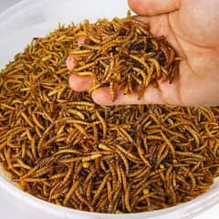 Meal Worms oF American Darkling Beetles