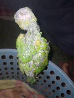 healthy and active paroot chik for sell urgent