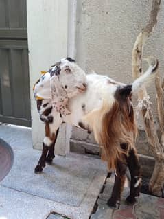 Desi Goat for Sale