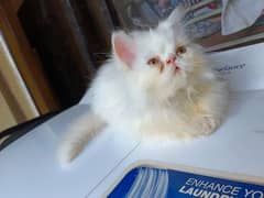 Persian White Male Kitten Triple coated