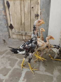 Aseel Chicks for Sale.