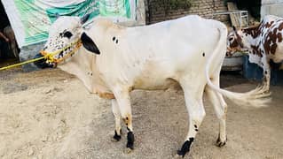 Best Qurbani Bulls | Cow | wacha | Janwar | sahiwal cow | Desi cow