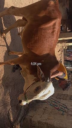 cow for selling