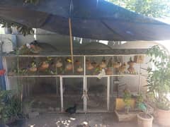 budgies for sale with the cage.