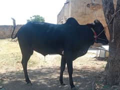 Very beautiful Bull for Qurbani