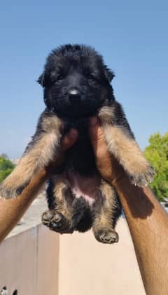 German Shepherd puppies / double coated for sale