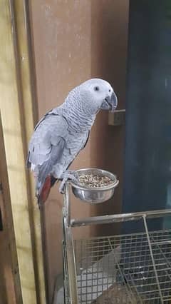 grey parrot for sale 160k no DNA  2year age    handtame.    with cage