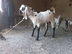 Goat for Qurbani