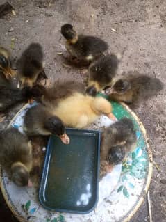 Ducks chicks for sale