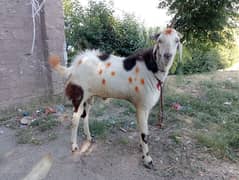 heigthed Bakra for sale beautiful