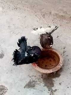 American lakkay breeder pigeons