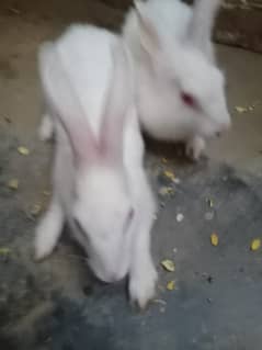 age:- 3 month active and healthy rabbit young rabbit and couple red ey