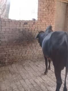 bull male 200kg