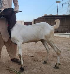 Goat | 2 Daant | Qurbani