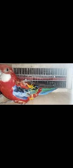 Red rosella male available