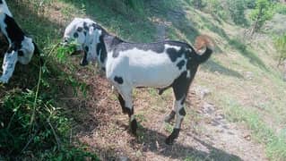 Bakra for sell