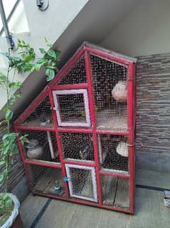 10 pair Australian parrot with cage for sale