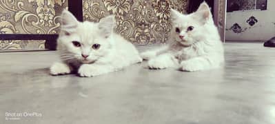 Persian pair for sale . . 5 month  age