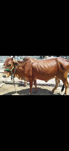 Beautiful Cow for Qurbani