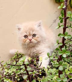 Triple coated Persian kittens