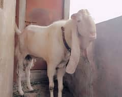 Goats | gulabi bakra | desi Bakra | bakra | goat for sale | qurbani go