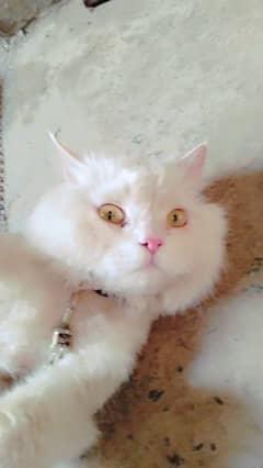 persian cat for sale home breed triple coat