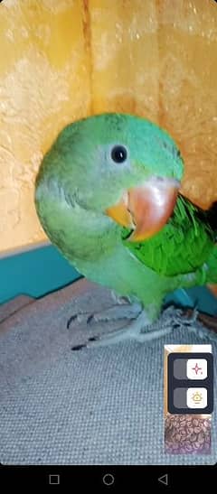 Raaw parrot