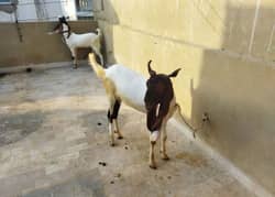 goat/bakra /qurbani ka janwar / goat for sale