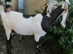 Healthy Desi Raw Goat for Qurbani