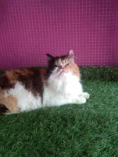 Calico pregnant female cat available for sale