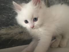 Persian Cat for sale 1 month old. One eye brown and One eye blue.