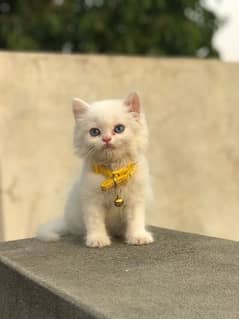CUTE PERSIAN  KITTY