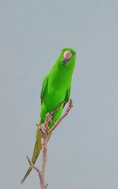 Green parrot ringneck male