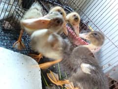 I have a duck pair healthy and active
