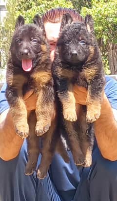 German Shepherd Puppies | Long coat Puppies