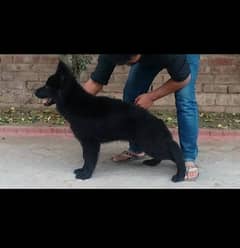 black shepherd long coat puppy top quality available