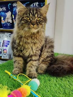pure siberian cat for sale . .  very rare breed . , cash on delivery