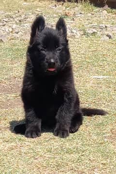 black mask German Shepherd Puppy For Sale